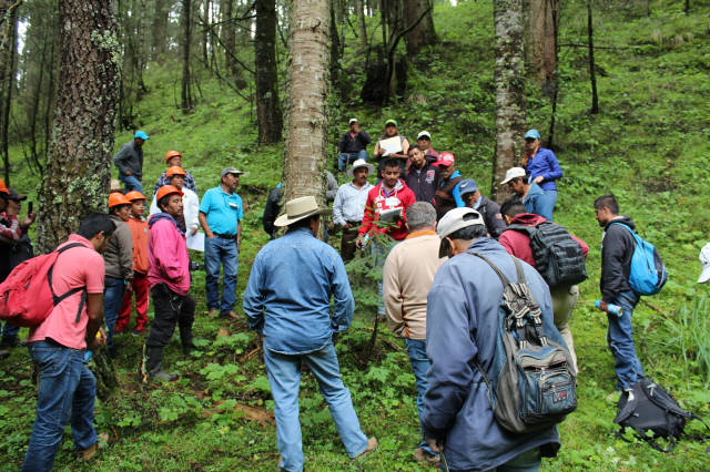 Locals monitor a section of forest in Mexico — Cool Effect 